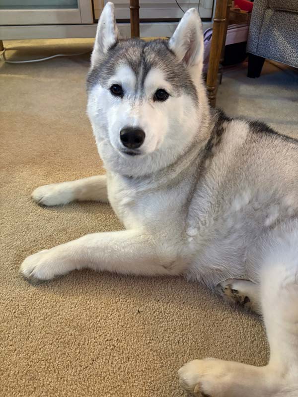 Luna the office dog
